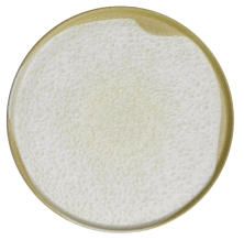 Тарелка с плоским дном круглая Kutahya Corendon Sand Wind BNROT28DU890552 (d28см, h1,8см)